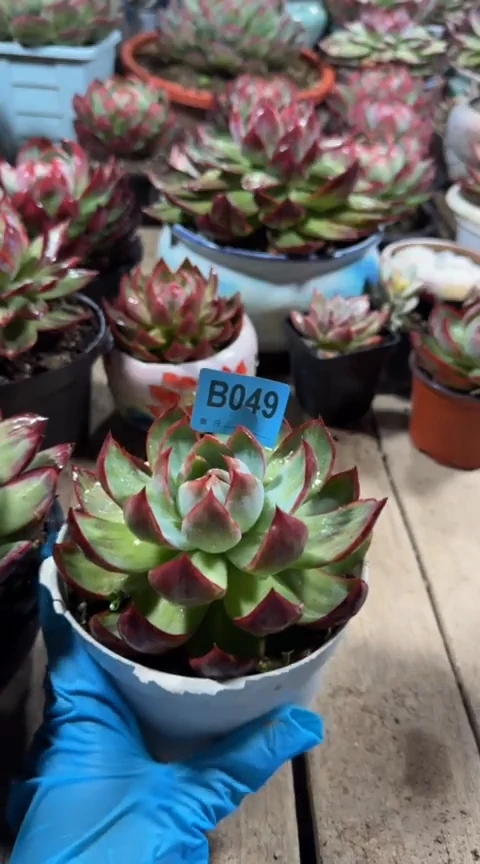 【闪购商品】B049惊鸿仙子（裸根发货）