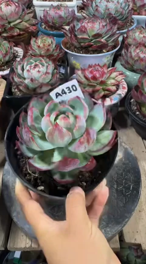 【闪购商品】A430惊鸿仙子（裸根发货）