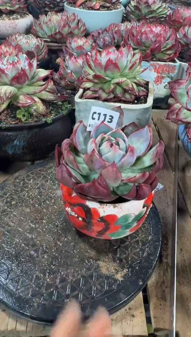 【闪购商品】C113惊鸿仙子（裸根发货）