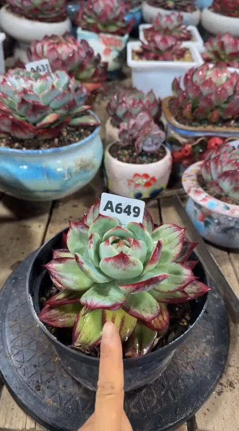 【闪购商品】A 649惊鸿仙子（裸根发货）