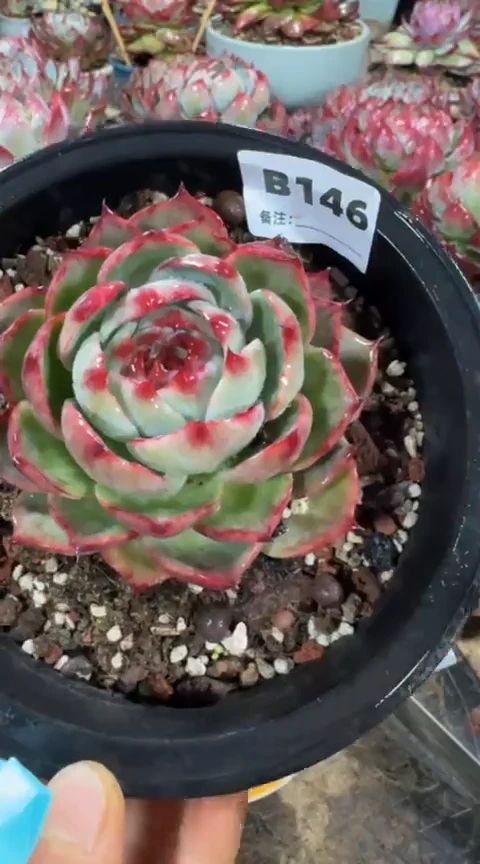 【闪购商品】B146惊鸿仙子(裸根发货)