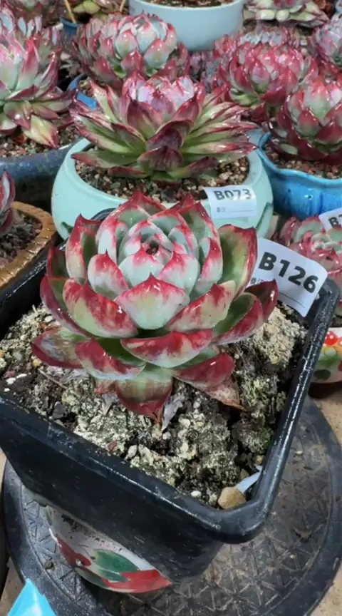 【闪购商品】B126惊鸿仙子(裸根发货)