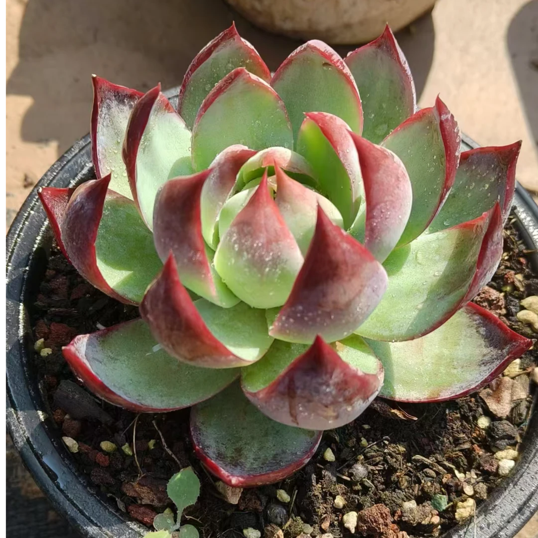 粉丝福利惊鸿仙子多肉植物室内栽种裸根上盆发货散光产品室内栽种