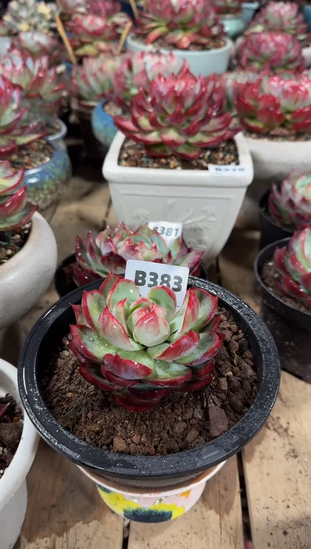 【闪购商品】B383惊鸿仙子(裸根发货)