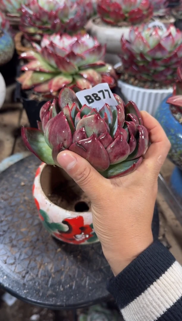 【闪购商品】B877惊鸿仙子（裸根发货）