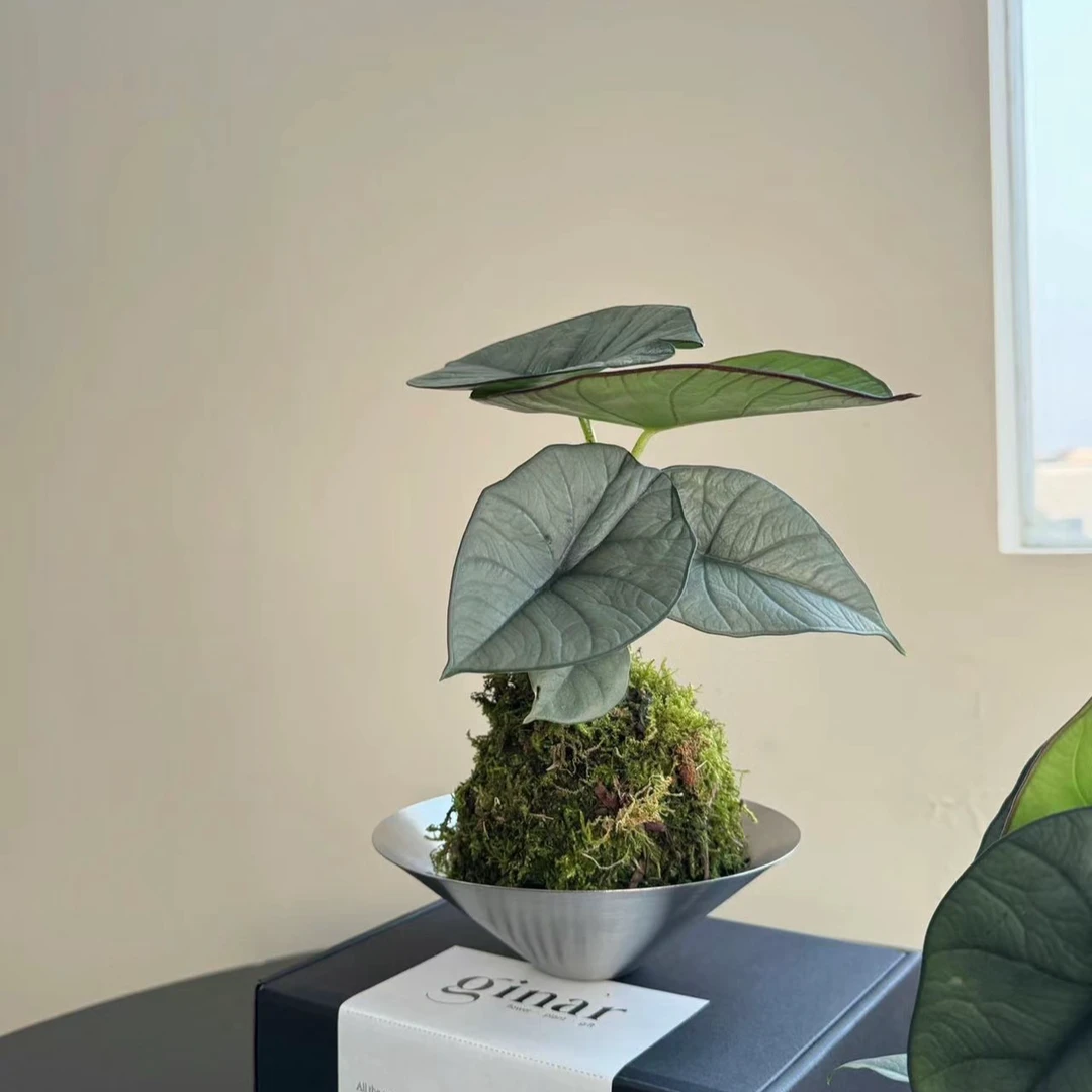 赤道海芋室内网红植物观叶盆栽净化好养护