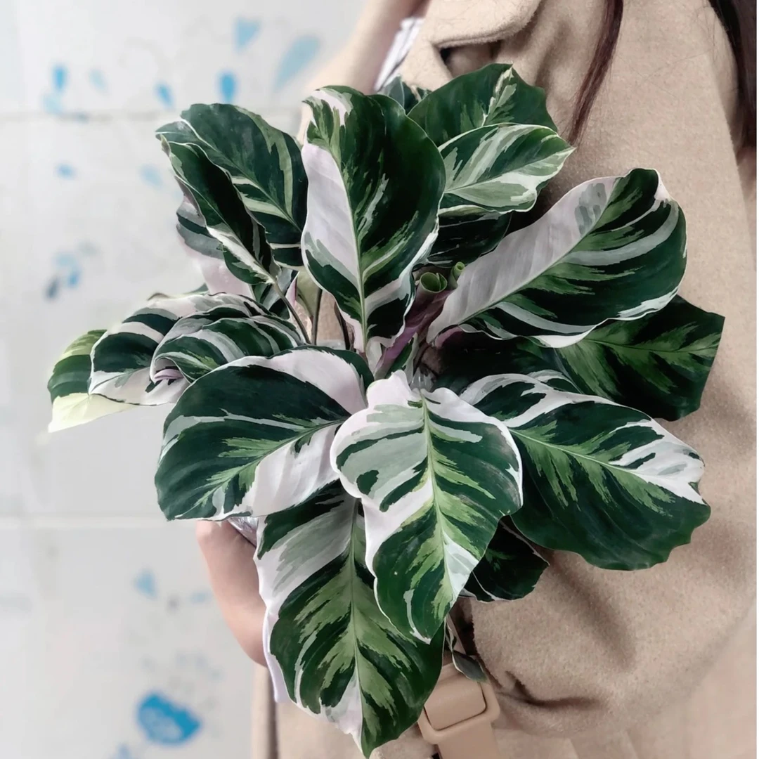白油画竹芋荷兰进口绿植物北欧ins网红花卉观叶客厅阳台室内盆栽