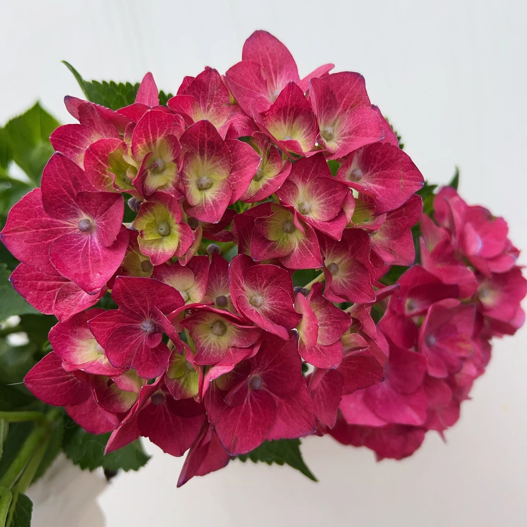 【红宝石】绣球花盆栽庭院好养的花卉植物室内花