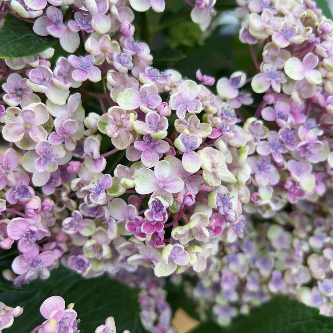 【爆米花加仑盆】绣球花盆栽庭院好养的花卉植物室内花