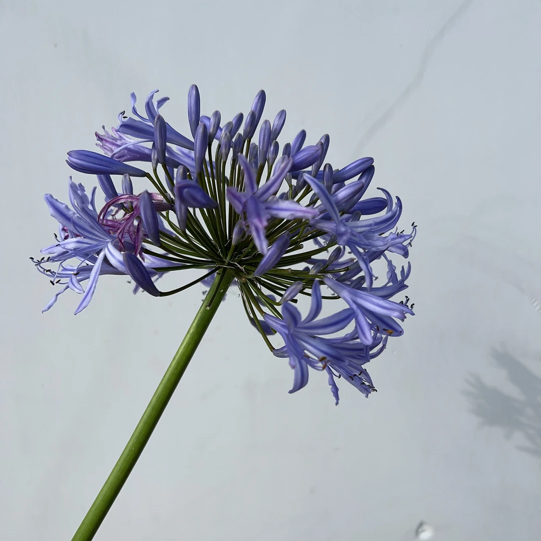 【百子莲】无花好养易活室内庭院阳台  云南鲜花绿植