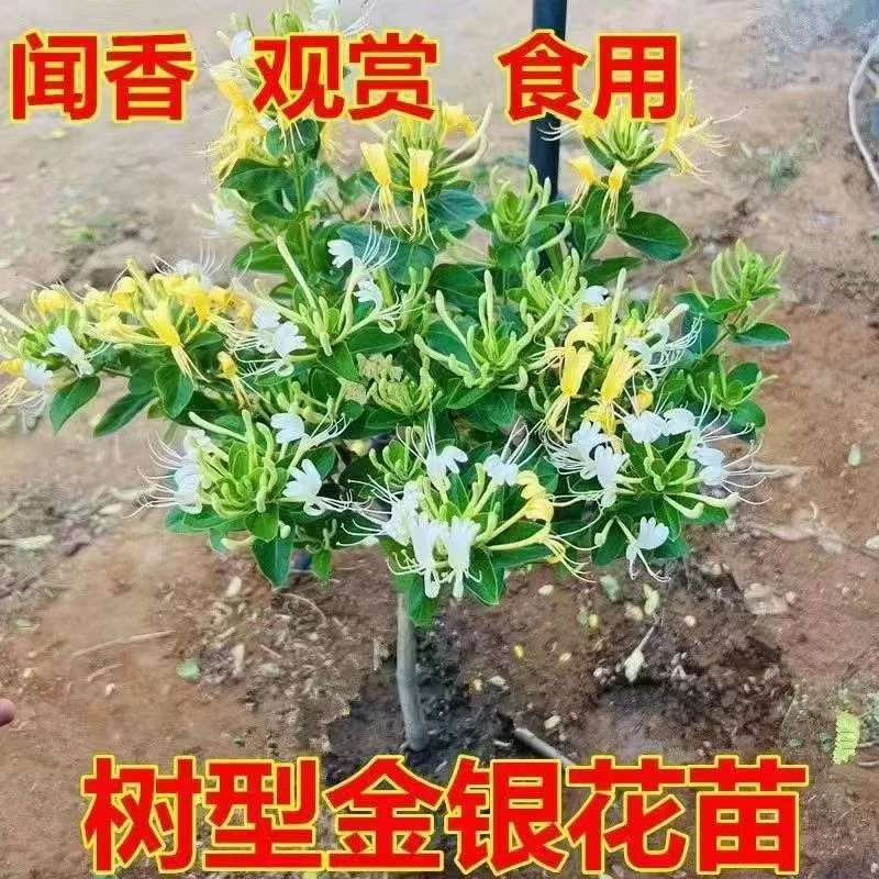 树型四金银花苗带盆带土盆栽可食用泡茶忍冬花双花耐旱耐寒黄红色