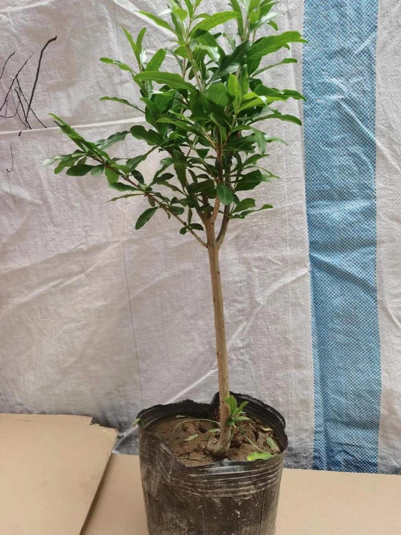 红宝石带土带叶带育苗盆发货