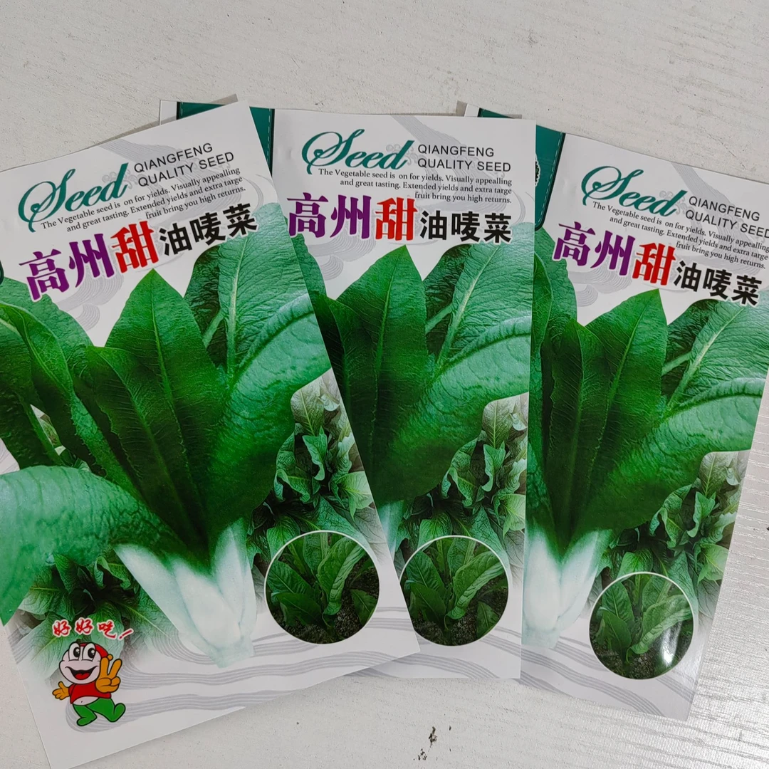 正宗高州甜麦菜种籽秧苗使用种子八甲甜唛菜种籽苦麻菜种孑精选
