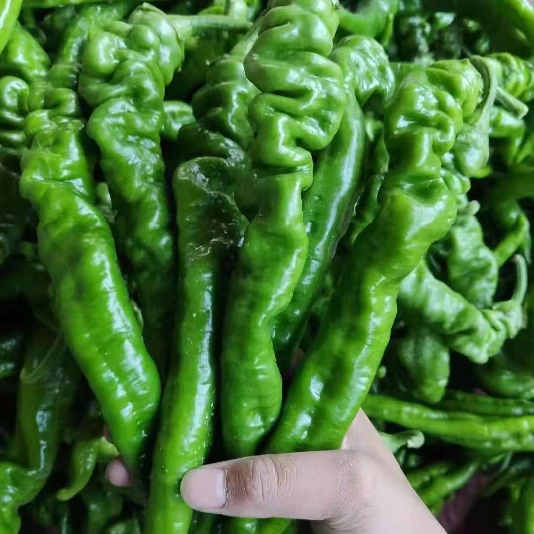 中辣-新鲜螺丝椒新鲜辣椒 中辣青椒优选肉厚辣椒香辣正宗螺丝椒