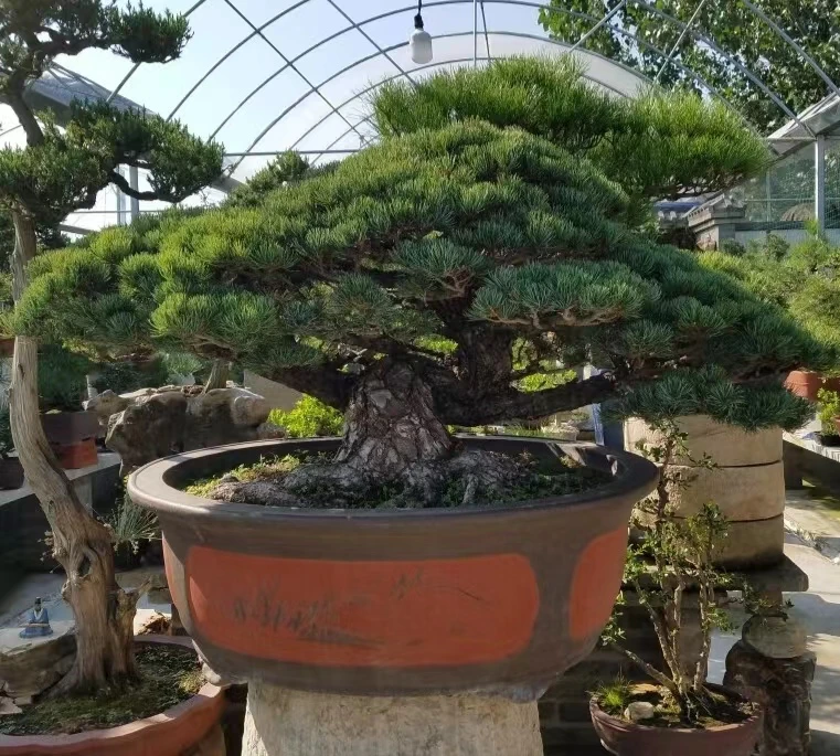 直播间盆景一物一拍，600－690链接