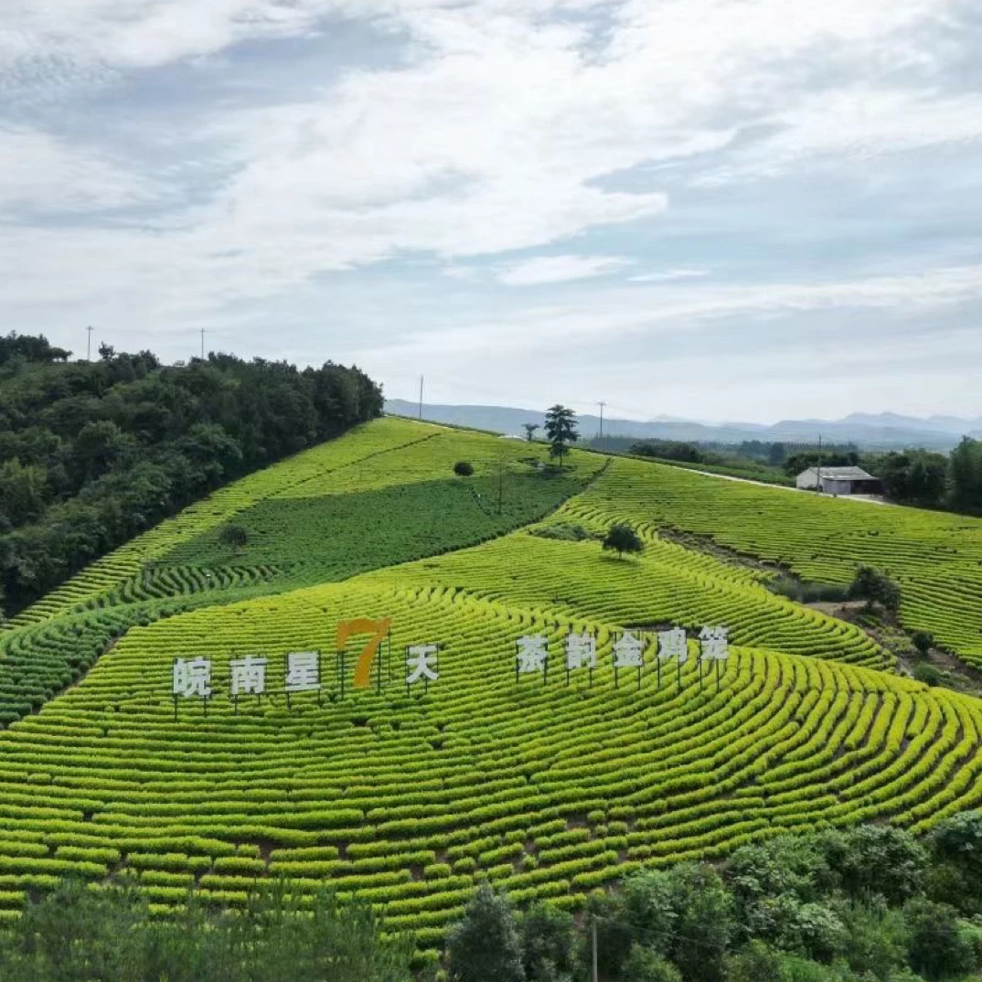 2025年春茶 大李推荐A07兰花香白茶