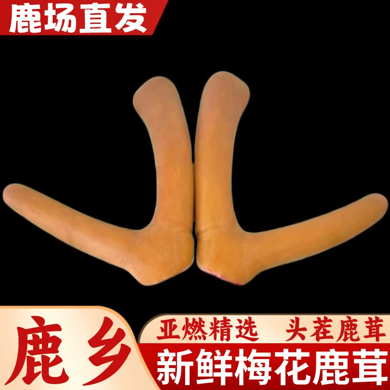 吉鹿发【吉林鹿乡】梅花新鲜鹿茸整枝,泡酒煲汤头茬精选东北特产