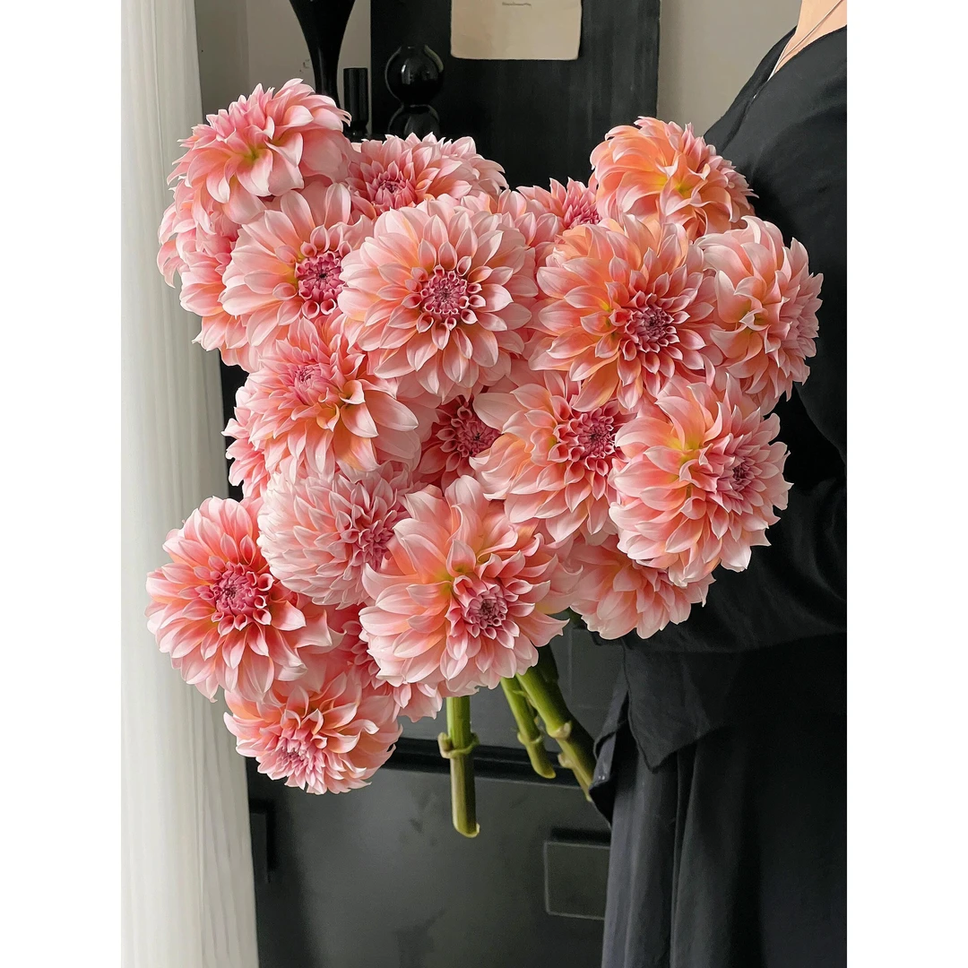 【向云端】奶油桃子-大丽花