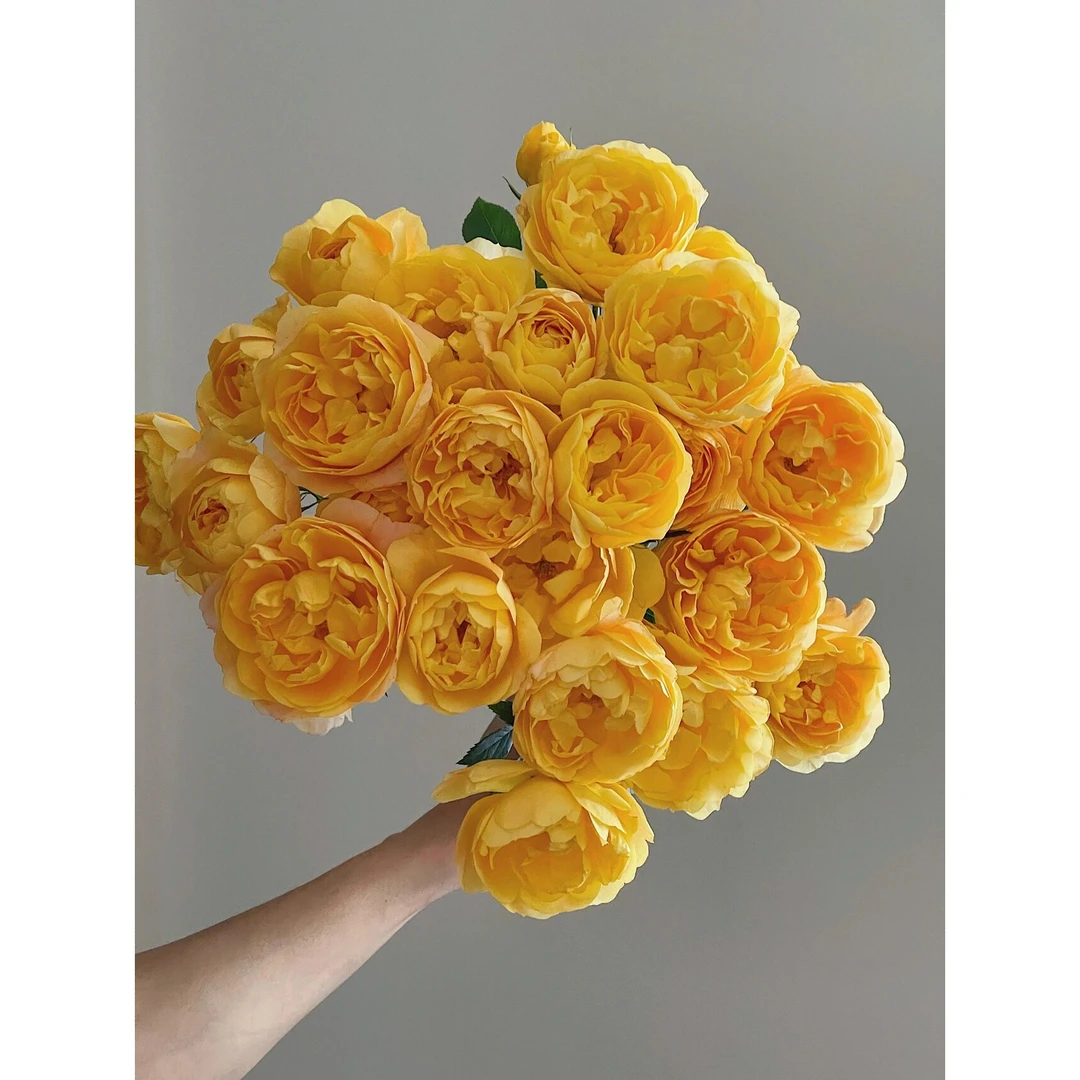 【向云端】橙汁阳台-多头玫瑰（注意：带包装醒花哦）