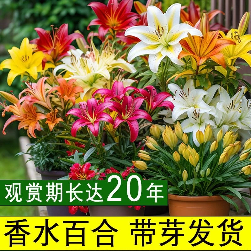 进口香水百合花盆栽多头重瓣浓香懒人四季开花室内外耐寒花卉绿植