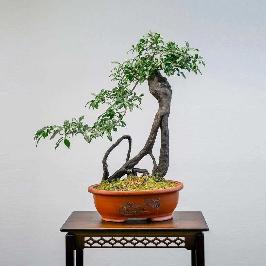 【荒原野草】金弹子生桩直播专享浮力链接以实物为准私拍不发