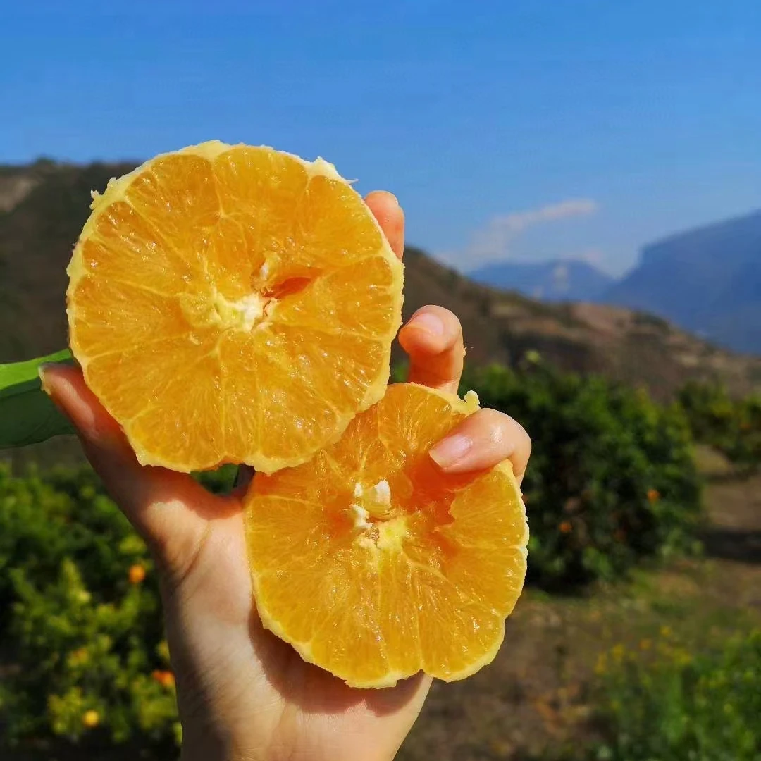 【精品果】奉节脐橙现摘现发5/10/20斤新鲜水果橙子肉细腻脆嫩多汁