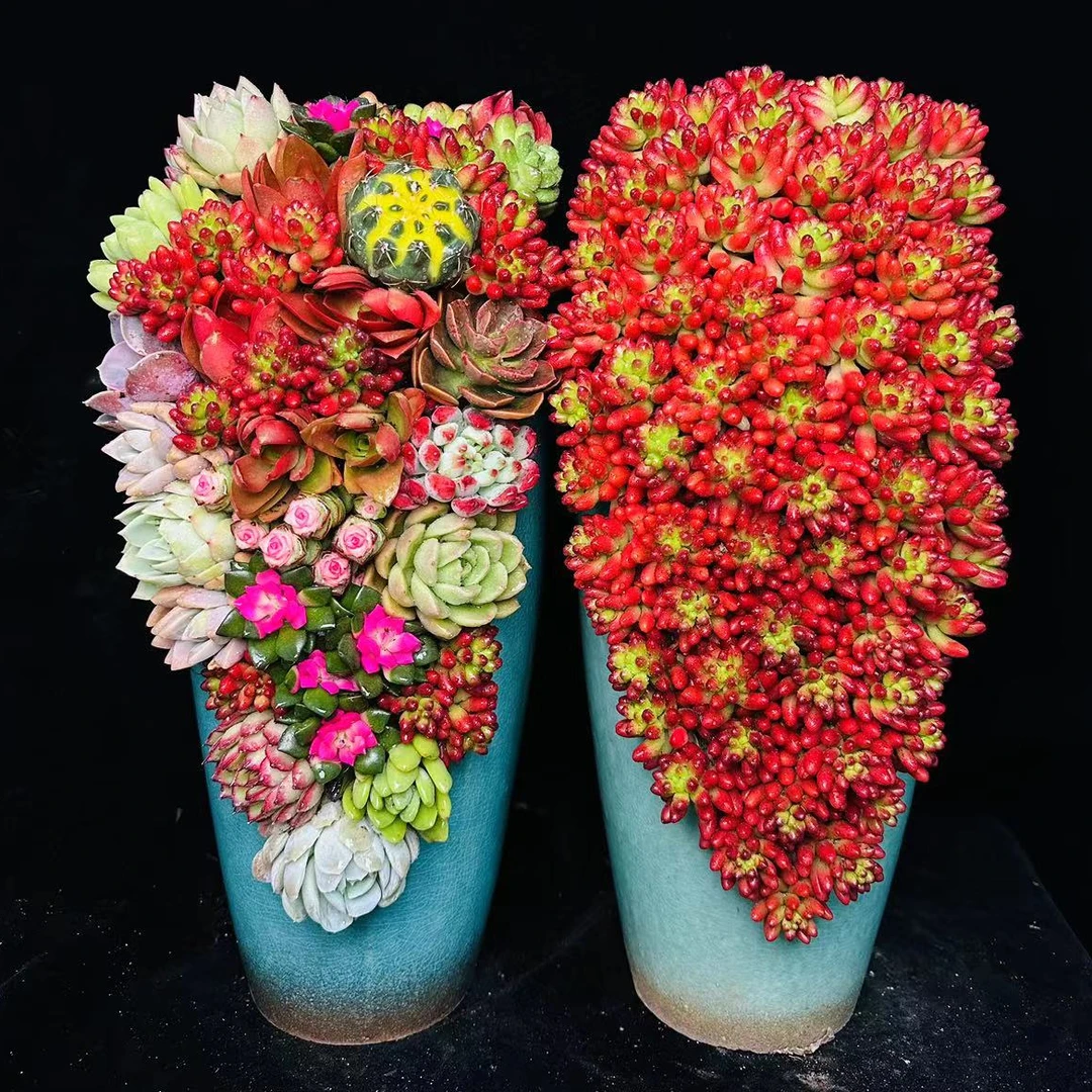 飞花盆组合1 精品多肉飞花造型盆 栽好种好 带盆发货
