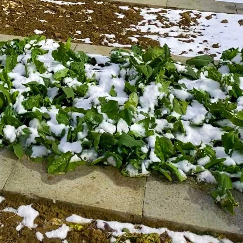 雪里埋菠菜种子冬天耐寒蔬菜大叶红根春天耐抽薹【贝妈同款】