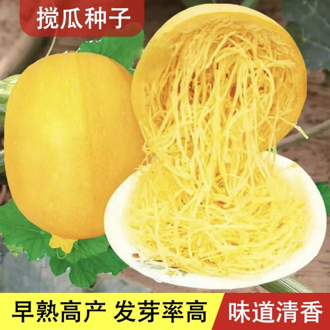 【金丝搅瓜种子】正品对版面条瓜天然粉丝味道清香