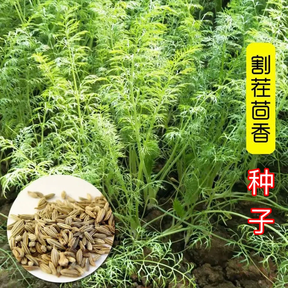 【茴香种子】正品对版割茬茴香球茎茴香家庭小院种菜阳台盆栽种植