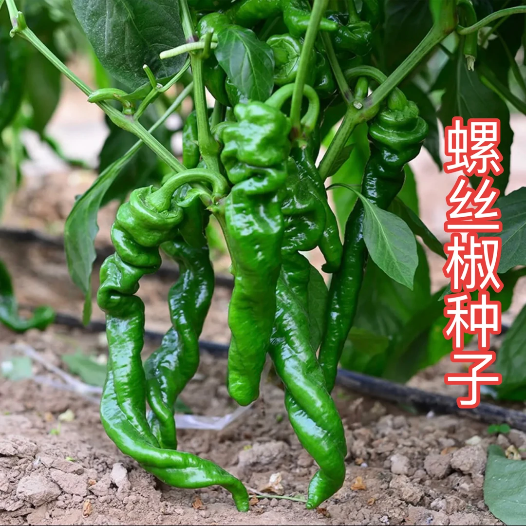 螺丝辣椒种子薄皮香味浓中辣蔬菜种子小院阳台种菜