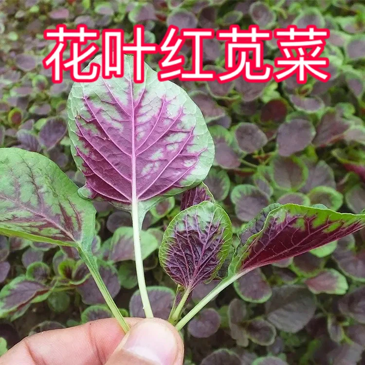 【圆花叶红苋菜种子】红苋菜种子家庭小院种菜阳台盆栽种植