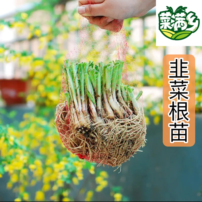 菜满乡韭菜根苗紫根宽叶真品对版根系发达粗壮