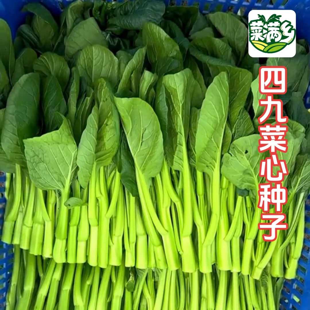 [四九菜心种子]正品对版甜菜心脆嫩无丝不易老生长周期短
