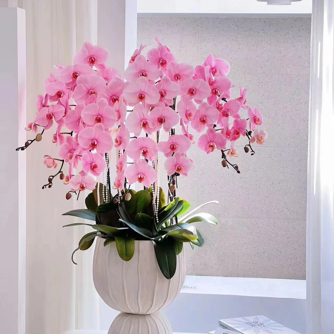 3个花剑  盲盒蝴蝶兰  2.8杯