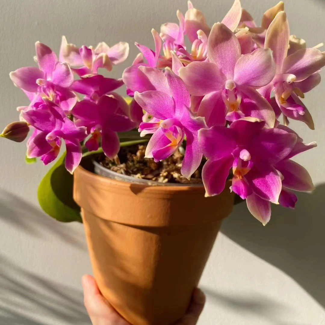 3.0大杯    2个花剑  开花香  浓香型香奈儿蝴蝶兰