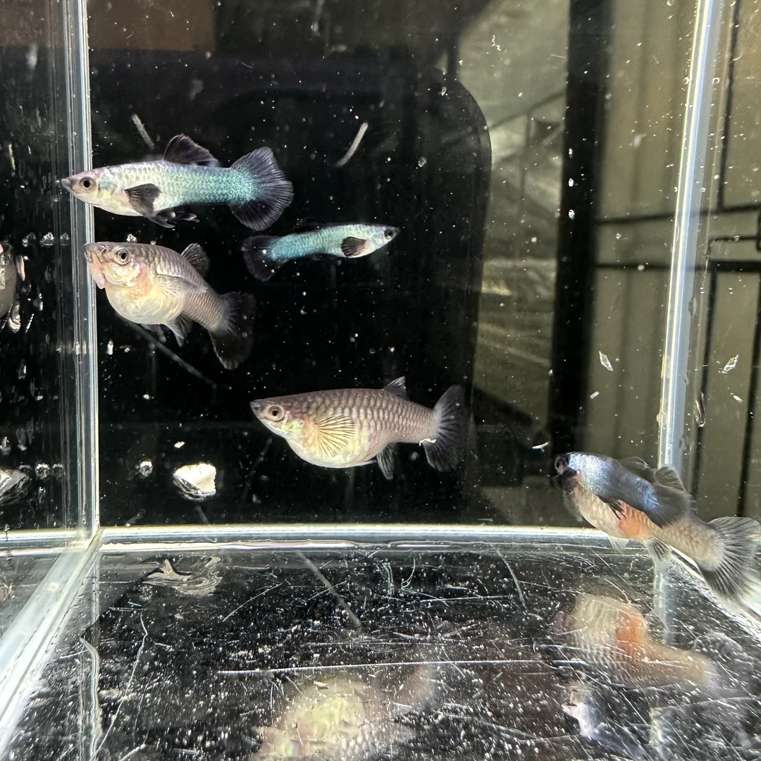 熊猫孔雀鱼观赏鱼萌萌哒孔雀鱼（入缸不包损，不开袋看好鱼的状态）