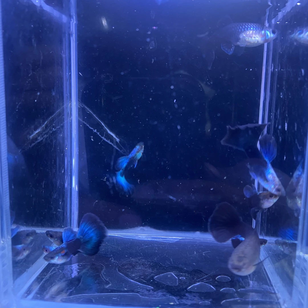 蓝礼服孔雀鱼德系蓝礼服（入缸不包损，不开袋确认好鱼的状态）