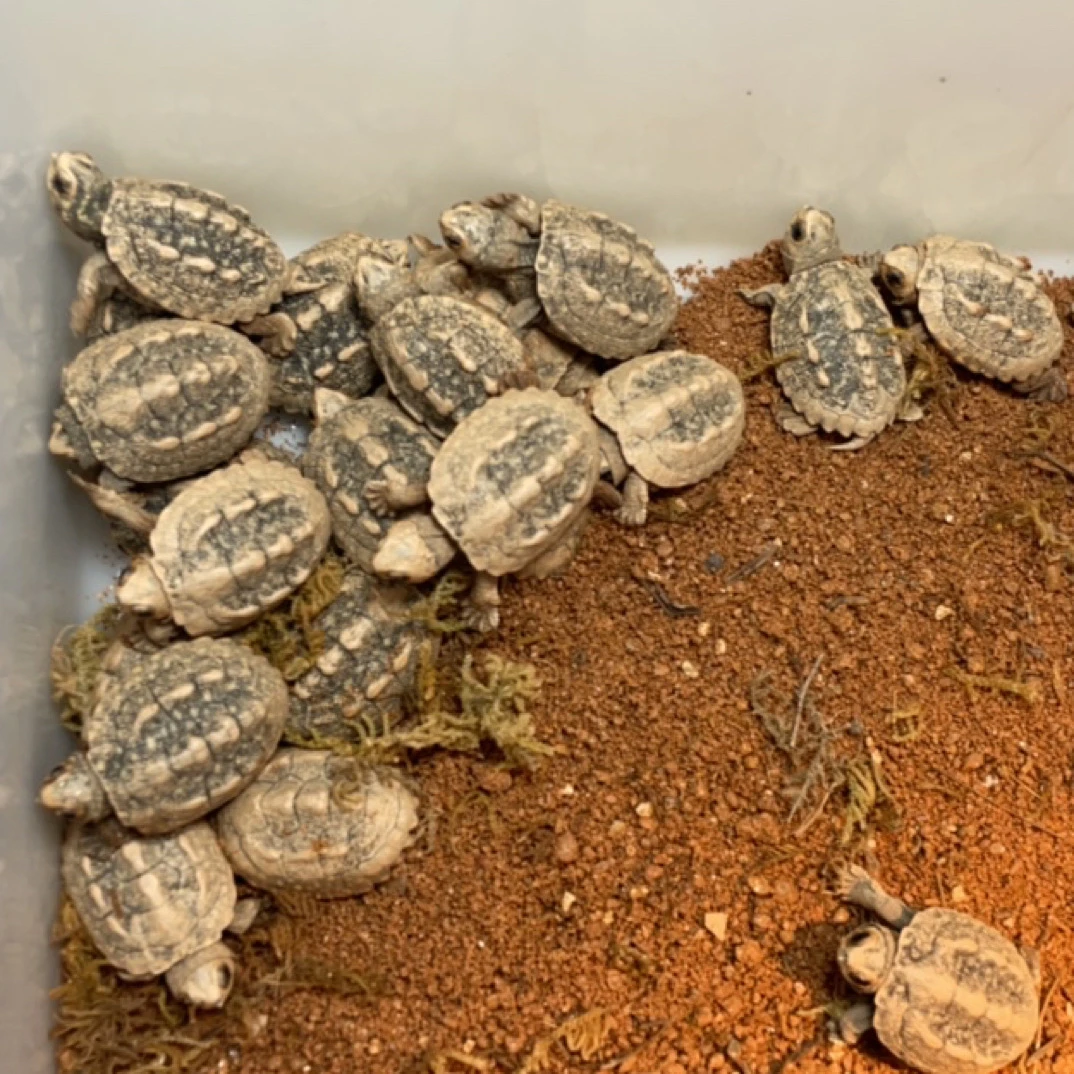 今年斑点池龟头苖 有意者联系 仅直播购买