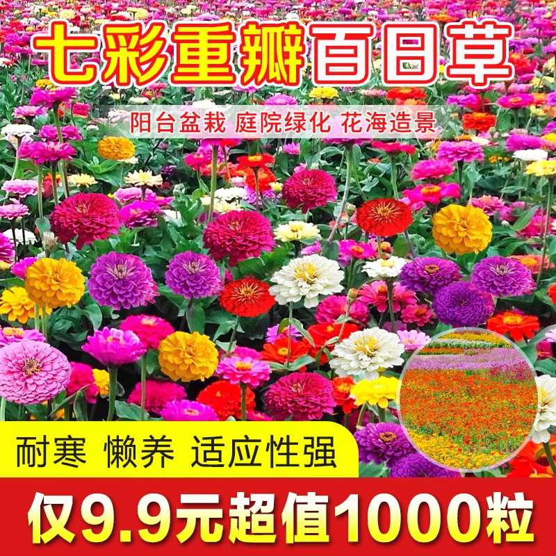 七彩重瓣百日草花种子四季庭院多年生