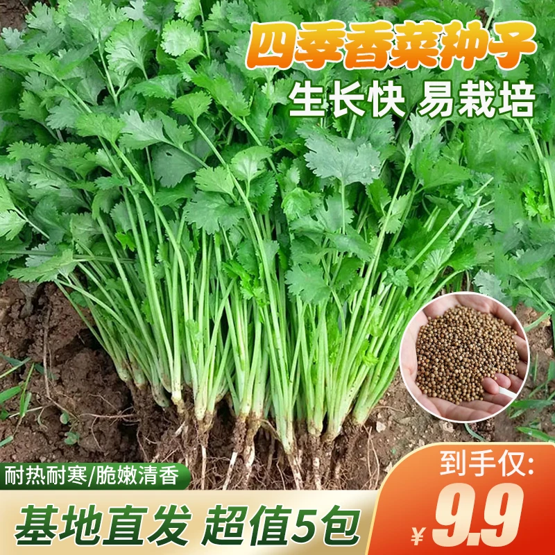 耐热耐抽四季农家蔬菜阳台小院四季种植