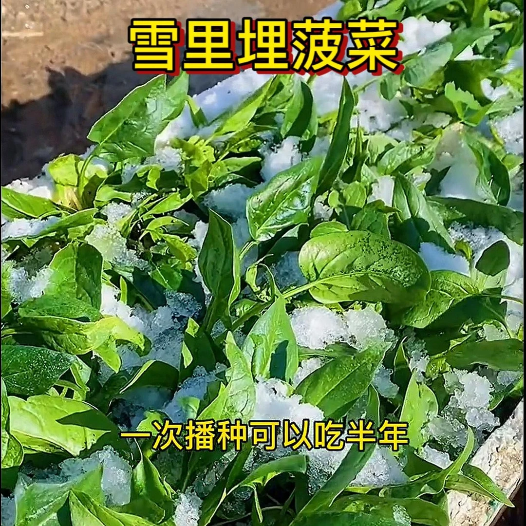 【雪里埋】耐寒红根趴地菠菜种子叶大可越冬种植连续采收到春天