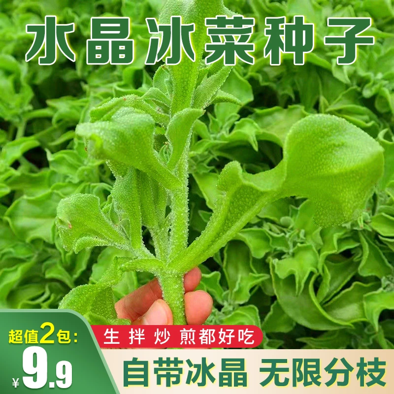 水晶冰菜种子阳台花盆可种简单易种蔬菜种子