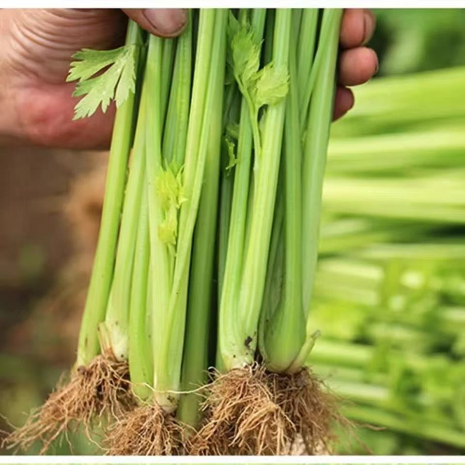 河南新鲜芹菜农家自种产地直发新鲜可口现挖现发新鲜蔬菜