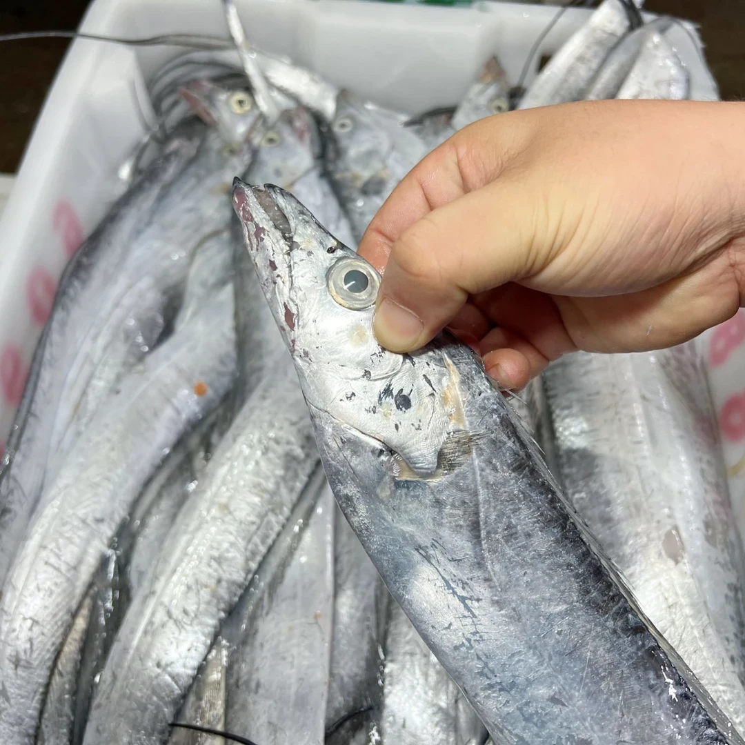 【中号】新鲜黄海油带鱼 网捕带鱼当天鲜发（路上颠簸会有少量破肚）