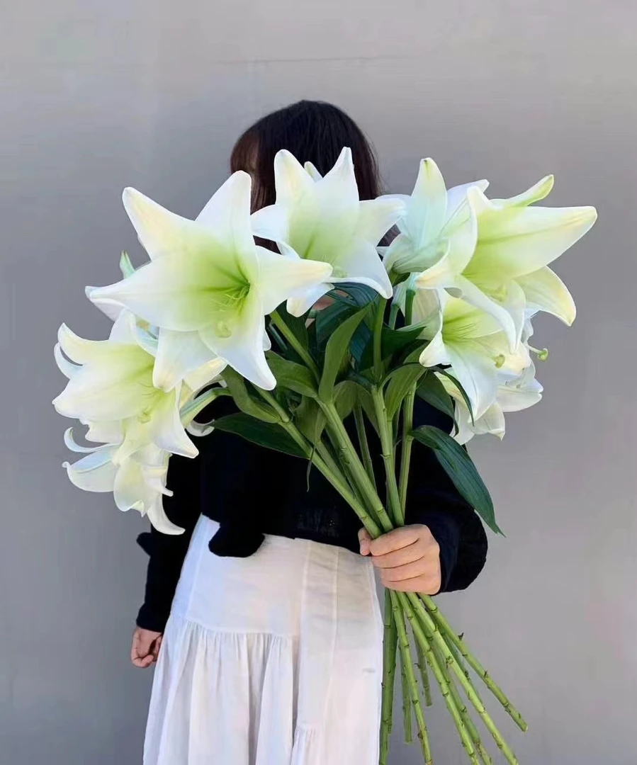 A级 白铁炮 亚百合 (0度以下需拍保温 冻坏不售后)