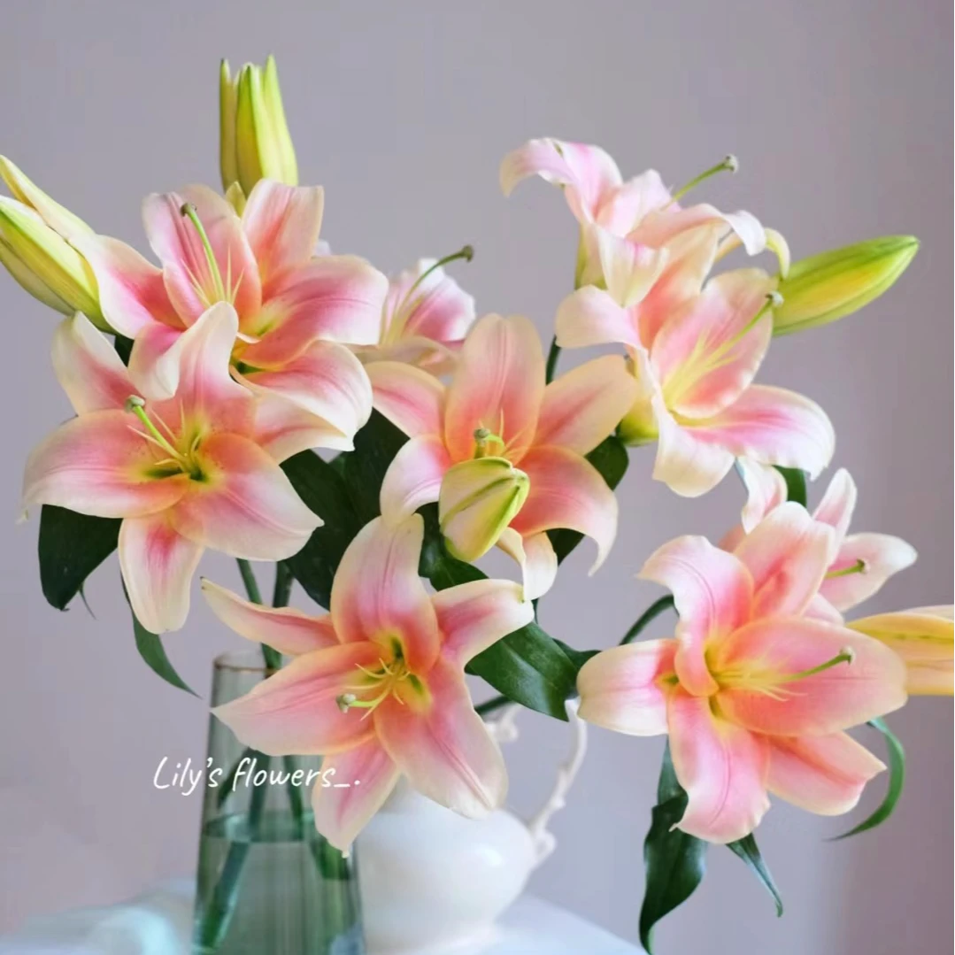 A级 一见钟情 单瓣香水百合