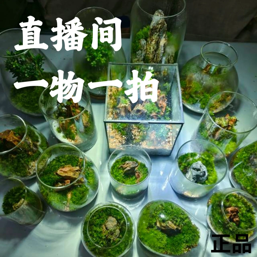 【想要直播间联系一物一拍】懒人绿植生态瓶懒人盆栽苔藓桌面景观