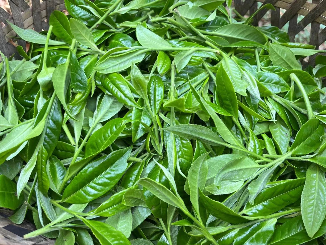 易武刮风寨茶坪地古树2024年秋（100克）