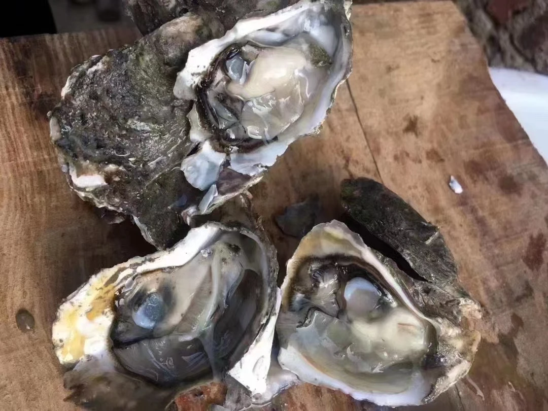 莆田本地海蛎现开现发原浆小海蛎(冰冻后发货）4斤起